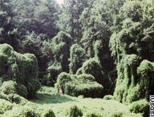 kudzu and Binge Drinkingdrinking